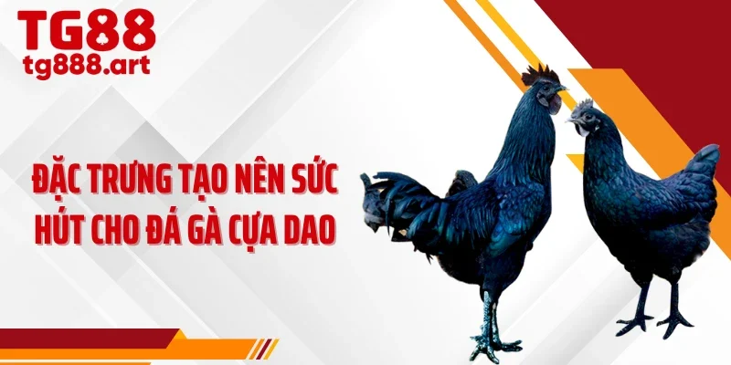 Đặc trưng tạo nên sức hút cho đá gà cựa dao