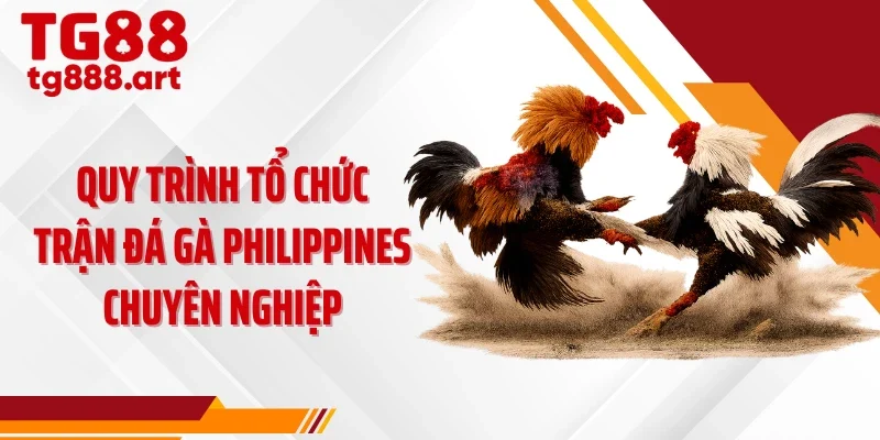Quy trình tổ chức trận đá gà Philippines chuyên nghiệp