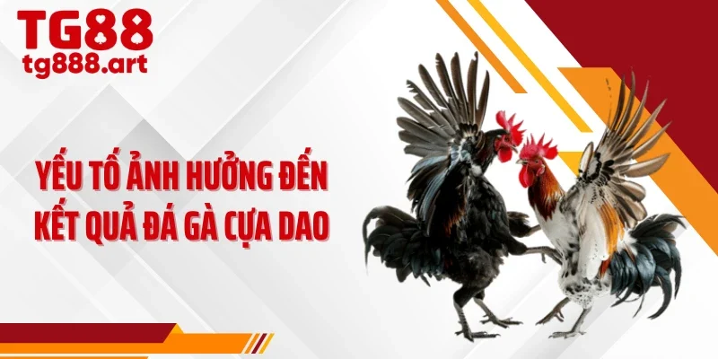 Yếu tố ảnh hưởng đến kết quả đá gà cựa dao